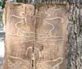 Emerald Ash Borer