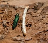 Emerald Ash Borer