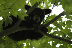 Changes in Bear Rules in Cottage Country