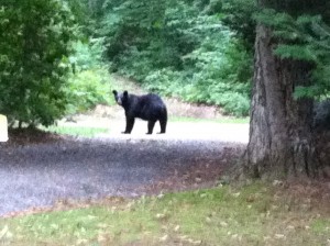 What to do if you see a bear