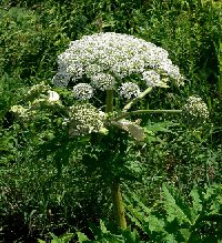 Invasive Species are invading Haliburton