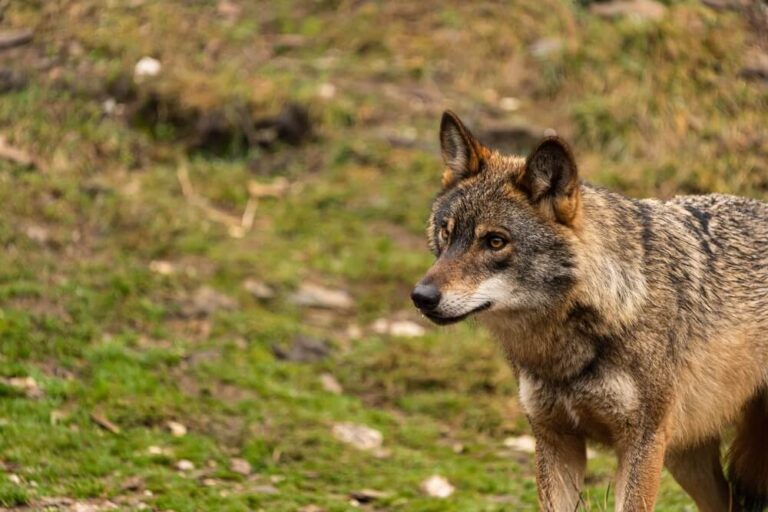 Your Guide to Exploring the Haliburton Wolf Centre