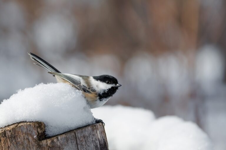 Ontario wildlife: small bird sitting on post in the snow