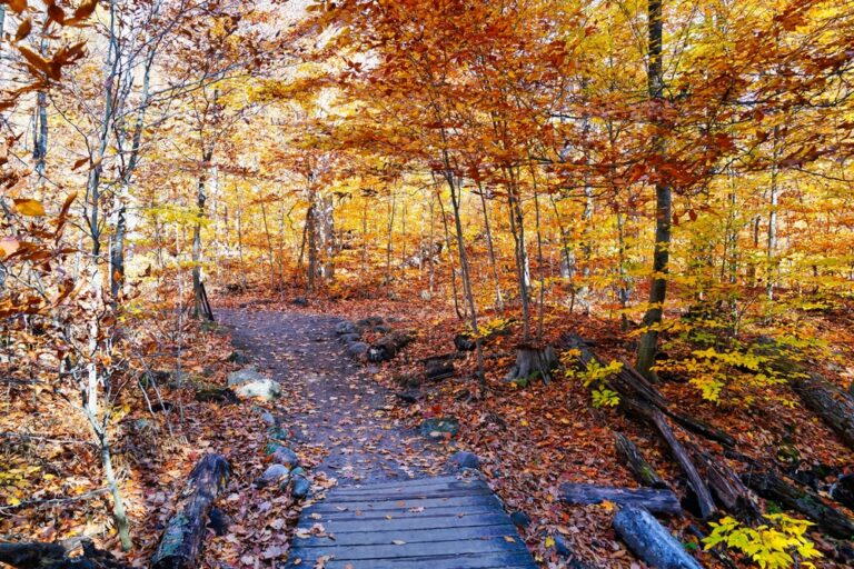 Walking trail surronded by fall leaves during an Ontario getaway